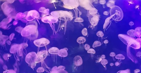 水母的资料  水母喜欢吃浮游生物和小虫