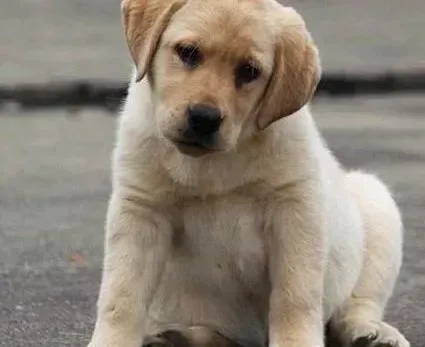 拉布拉多|拉布拉多犬肠胃不适常见的症状以及治疗