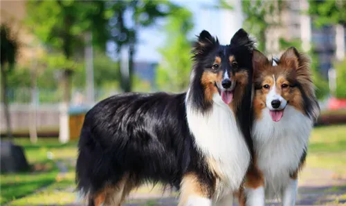 喜乐蒂牧羊犬怎么样 喜乐蒂牧羊犬的优点 | 喜乐蒂牧羊犬