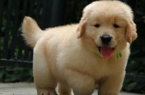 金毛|金毛幼犬最早应该什么时候进行驱虫
