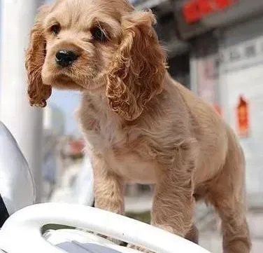可卡犬|可卡犬会自己搜索物品但不懂向主人求救有解决的方法吗