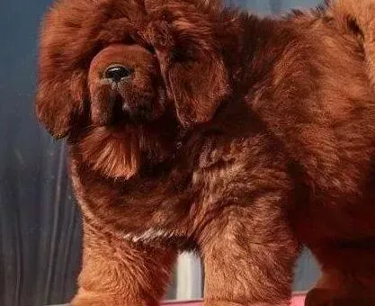 藏獒|藏獒鼻子上方掉毛是皮肤病吗