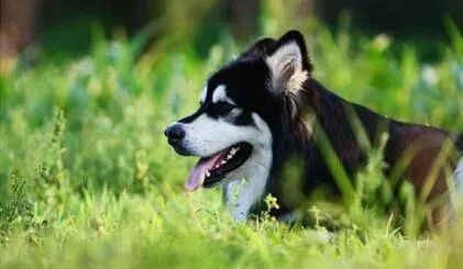 阿拉斯加犬|与犬共舞 如何和阿拉斯加雪橇犬一起玩飞盘游戏
