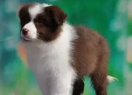 边境牧羊犬|科学生活系列之炎热夏季如何护理边境牧羊犬