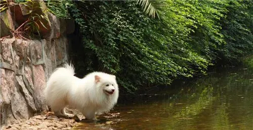 养银狐犬应该注意什么 保证饲料与水的清洁卫生 | 银狐犬