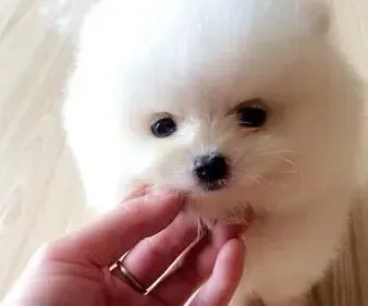 博美犬|我家博美犬患上细小后吐了没事吧