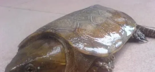 鹰嘴龟的生活习性 鹰嘴龟食性和捕食行为 | 鹰嘴龟