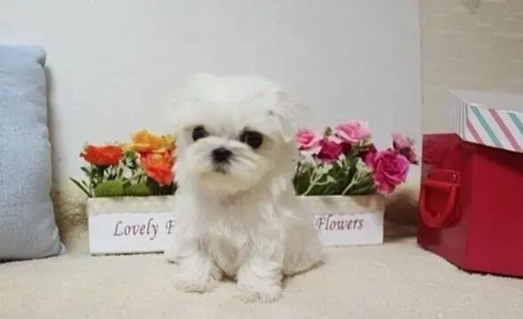 马尔济斯|马尔济斯犬吃完驱虫药拉虫子是正常反应吗