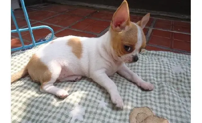 吉娃娃|犬天性行为反应 养狗主人知道几项