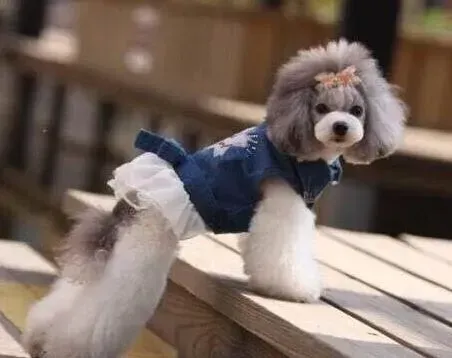 贵宾犬|贵宾犬最近有点发烧，流鼻涕应怎么办