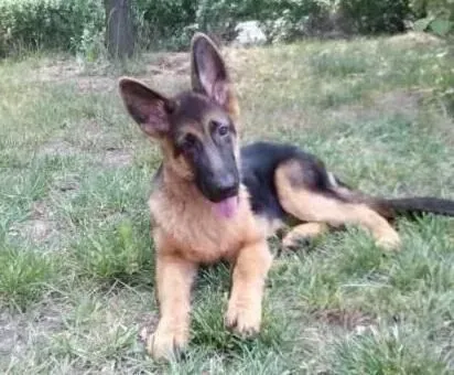 德国牧羊犬|怎样鉴别什么样的德国牧羊犬需要补钙