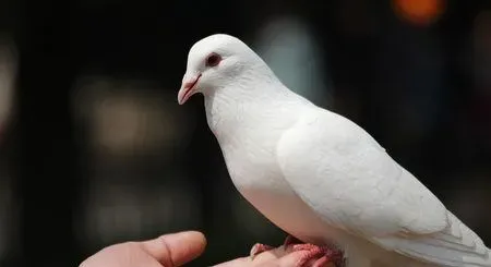 鸽子软脚病怎么诊治 及时补充维生素D | 