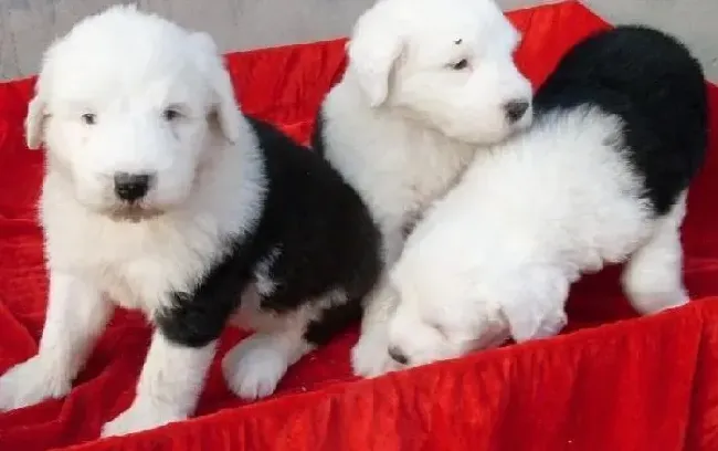 古代牧羊犬|古代牧羊犬非常挑食，时不时的还哼唧为什么