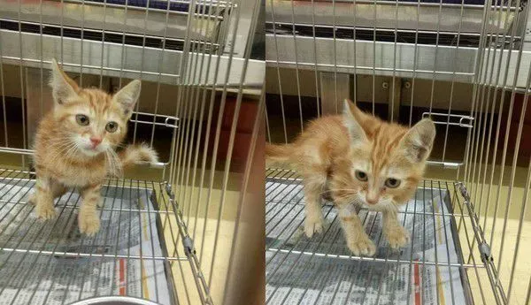 小橘猫全身湿被好心人抢救 一周加护恢复超萌模样 | 猫