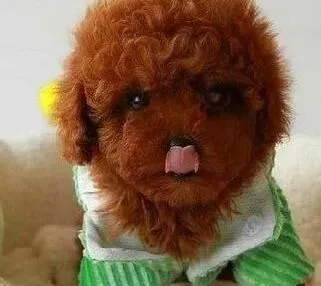 贵宾犬|抱贵宾犬幼犬回家之前主人们要做的工作