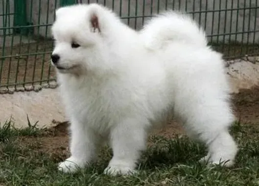 萨摩耶|萨摩耶犬过敏性皮炎的治疗方法