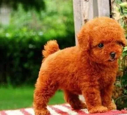 贵宾犬|趣味游戏之怎样和贵宾犬玩飞盘游戏