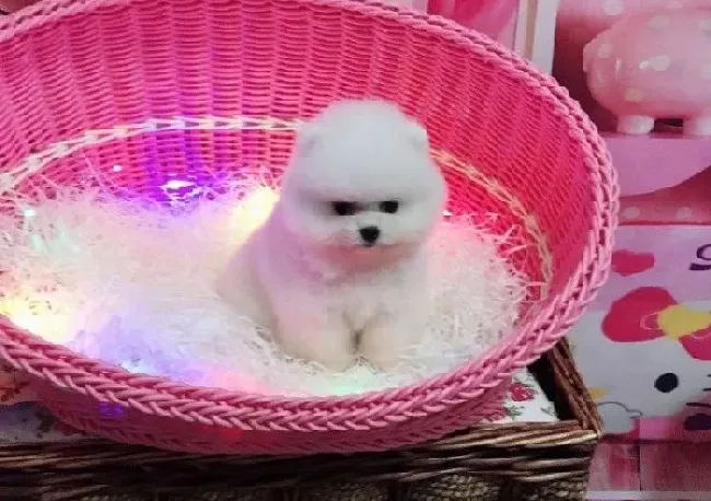 博美犬|缓解博美犬幼犬晕车现象的简易疗法