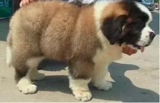 圣伯纳犬|圣伯纳犬尿液很黄是不是上火了