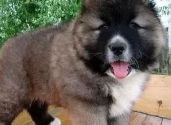 高加索犬|健康教练告诉你为什么高加索犬会出现肥胖症