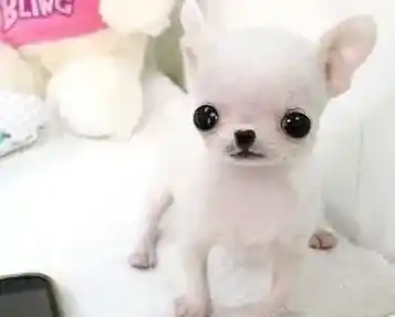 吉娃娃|有效为吉娃娃清洁眼睛的方法介绍