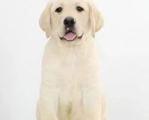 拉布拉多|训练拉布拉多犬听主人话的基本训练