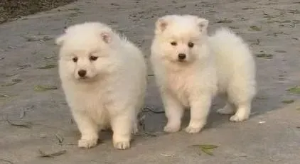 银狐犬|简单易学 自己动手修剪银狐犬毛发的好方法