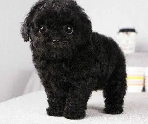 贵宾犬|如何正确的对待刚到家的贵宾犬