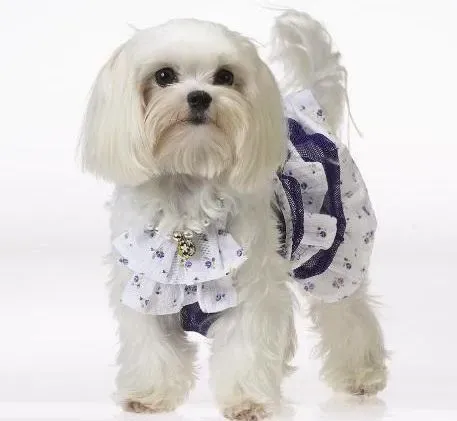 西施犬|西施犬饲养要点