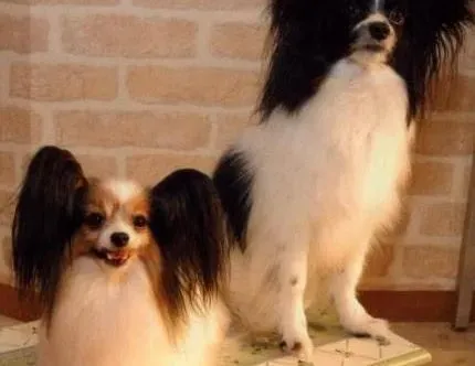 蝴蝶犬|夏季护理蝴蝶犬的注意事项