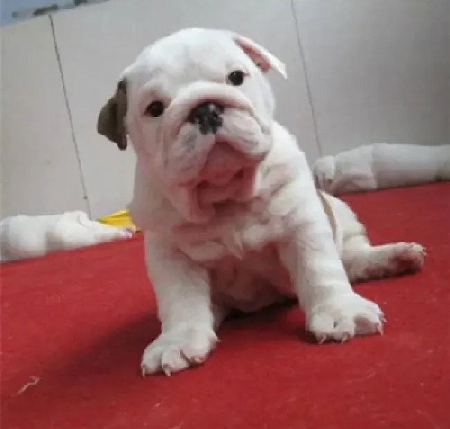 英国斗牛犬|斗牛犬又吐又拉还不吃东西会不会死掉