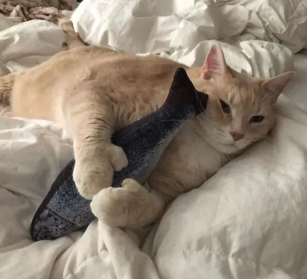 爱猫情侣想收养第三只猫 意外被一只橘喵吉拉吸引 | 猫