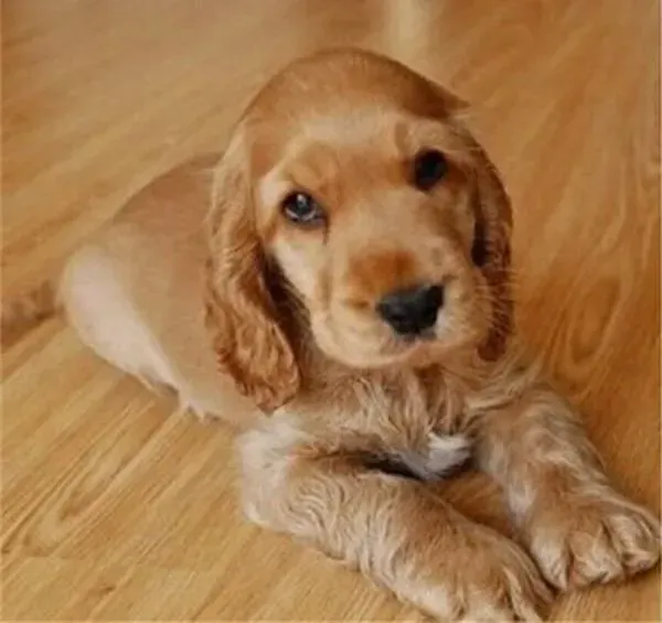 可卡犬|三大等级教你调教好可卡犬