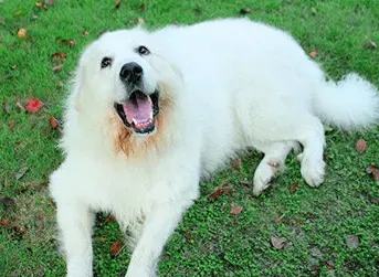大白熊犬是哪里的 古罗马人带到西班牙的犬种 | 大白熊犬