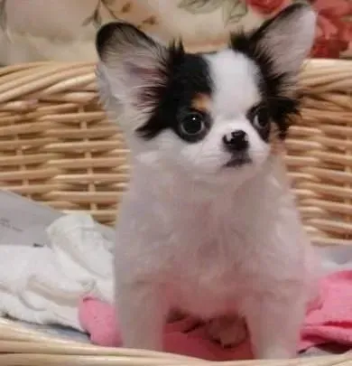 蝴蝶犬|日常生活中训练蝴蝶犬有哪些好处