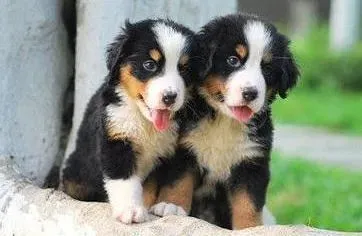 伯恩山犬|注意！伯恩山胃肠炎的七大原因