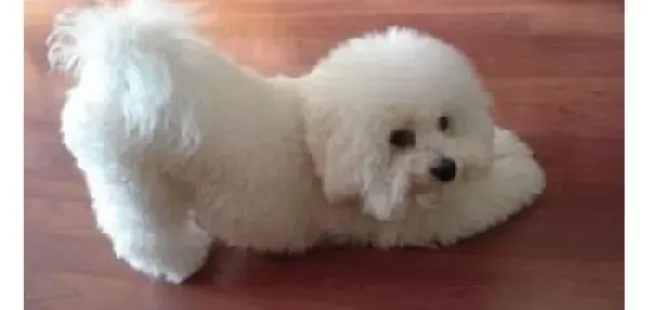 比熊犬|饲养宠物狗对儿童非常有好处 你知道吗