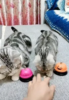 快给朕上菜! 狂按服务铃让奴才上菜忙翻了 | 猫