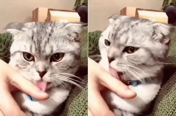 喵皇为奴才理毛 舔到牵丝海苔却浑然不知 | 猫