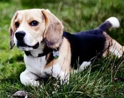 比格犬|比格犬吃麦辣鸡会怎样 它可以吃辣吗