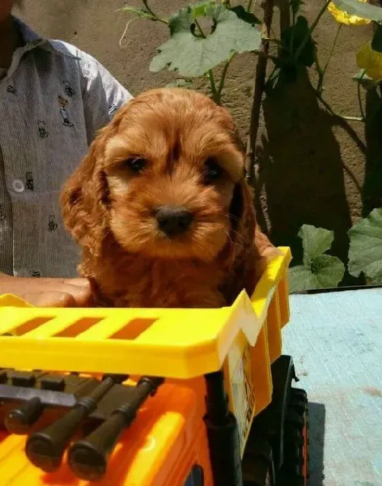 可卡犬|可卡犬呕吐不止一直趴着没有力气站立怎么办
