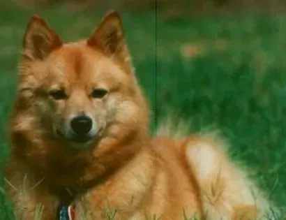 芬兰猎犬好养吗 该犬的美容技巧 | 芬兰猎犬