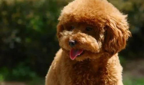 标准型泰迪犬体重 玩具的一般是4到6斤 | 泰迪