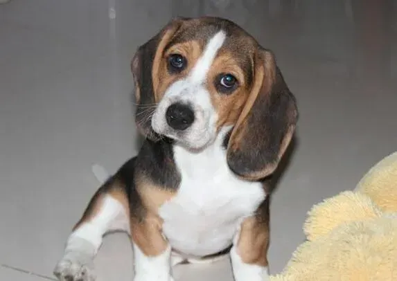 比格犬|宠物训练手册 如何纠正比格犬乱咬拖鞋的毛病