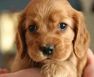 可卡犬|可卡犬咳嗽一直不见康复，求有效的治疗方法
