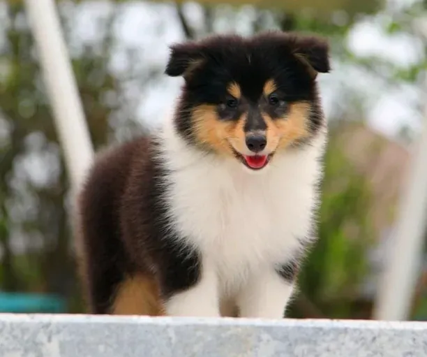 苏格兰牧羊犬|护理老年的苏格兰牧羊犬时要怎样做