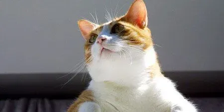 猫咪脱毛怎么办 加强对猫的饮食管理 | 猫