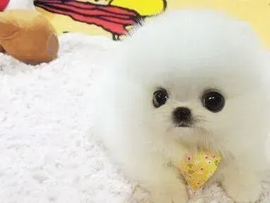 博美犬|三个半月的博美犬总翻垃圾桶怎么办