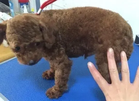 贵宾犬|如果贵宾犬心情不好我们该怎么办呢