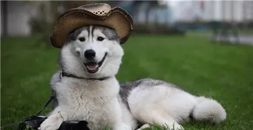 阿拉斯加雪橇犬的饲养 阿拉斯加的喂食方法 | 阿拉斯加雪橇犬